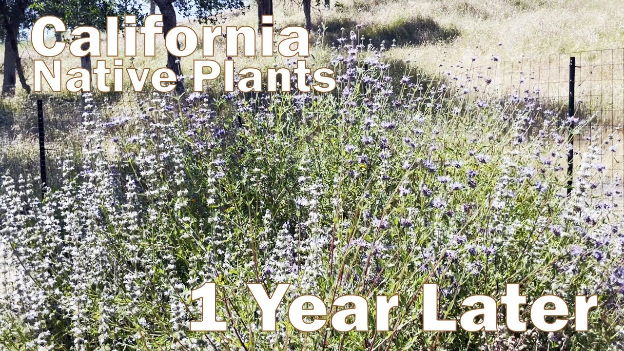 California Native Plants Before & After (1 Year Update)