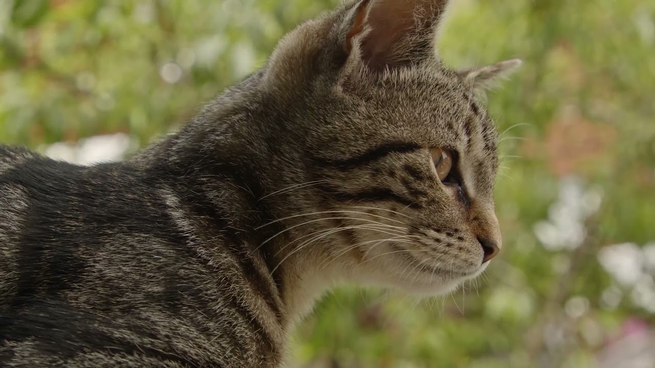 I hate being so nostalgic about the Sixties   NanaVlog Chinese Music For Spa