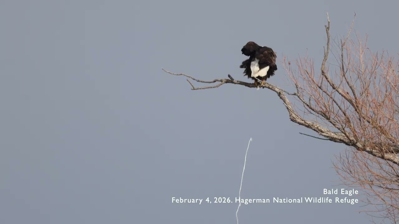 Relaxing Nature Video: Bald Eagle