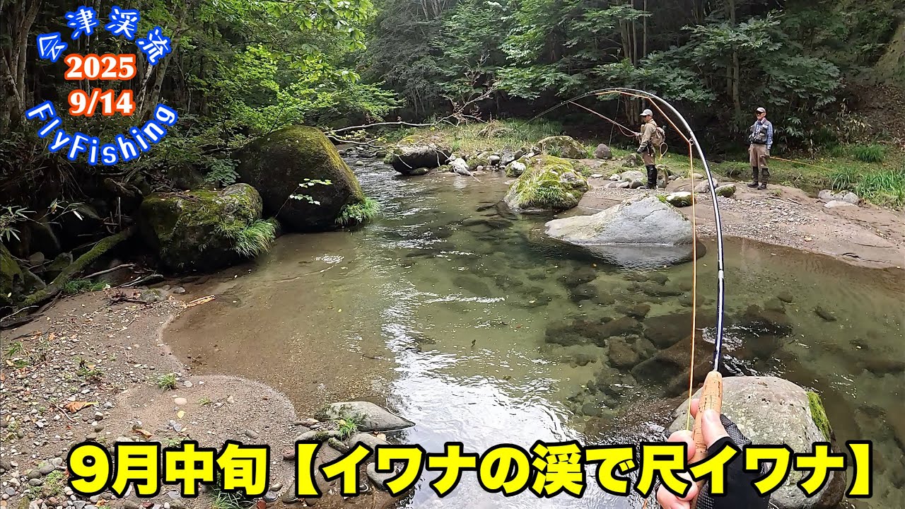 【会津渓流FlyFishing】9月中旬、イワナの渓で尺イワナ。31センチ