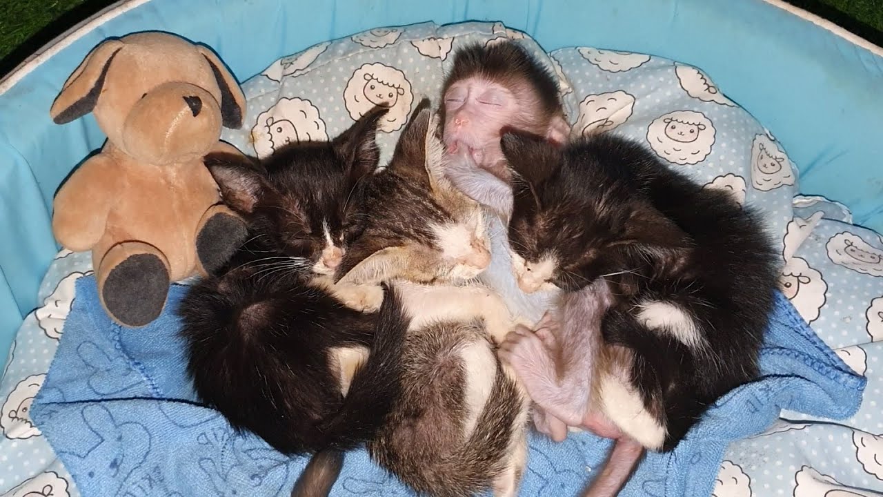 Sweet dream baby monkey sleep with lovely baby cat