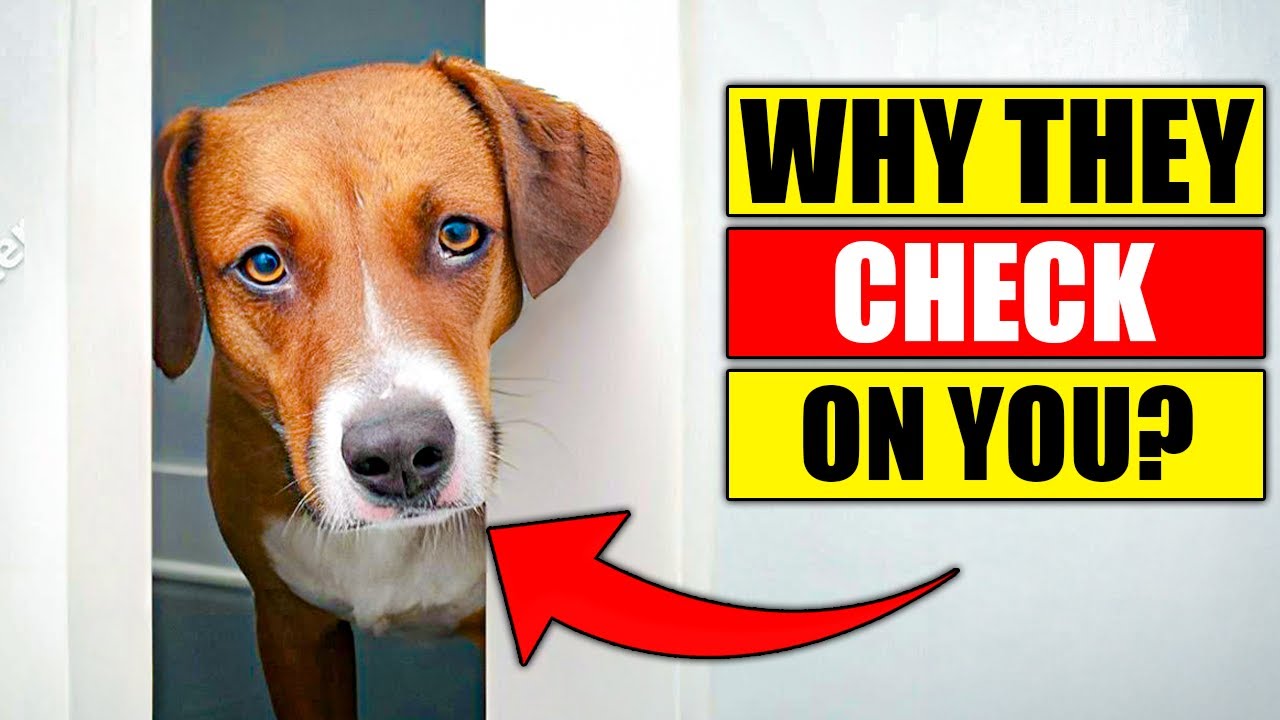 10 Surprising Reasons Your Dog Always Checks On You