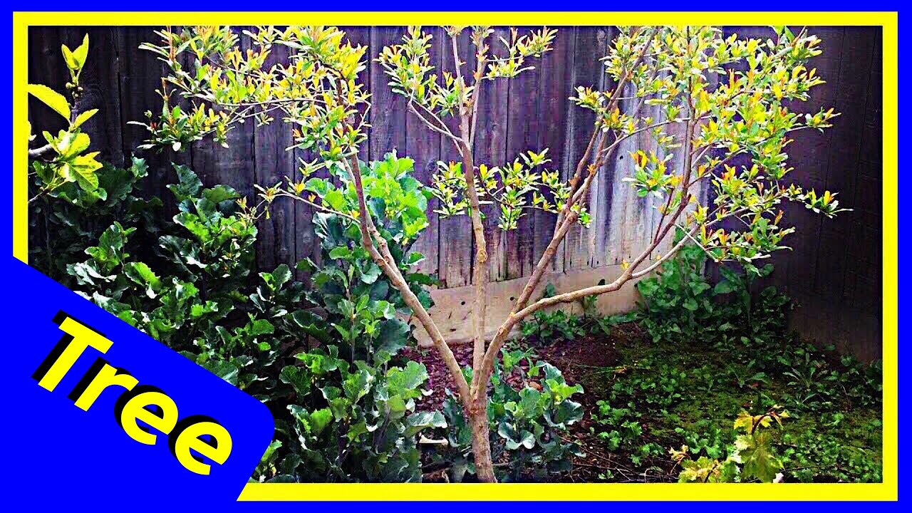 Pomegranate Tree from Pomegranate Shrub Pruning (UPDATE)