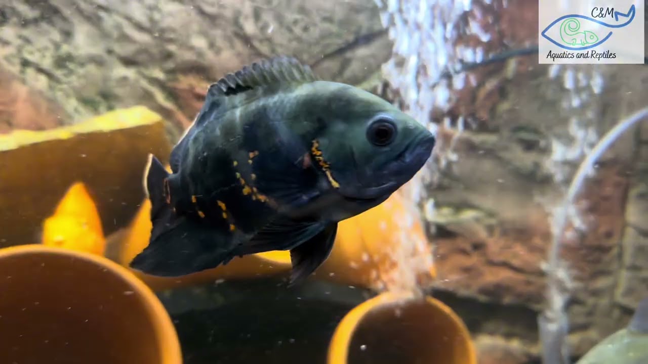 Circle of Life in the ‘Big Fish’ Tank 🐟💀 One Bite, Gone!