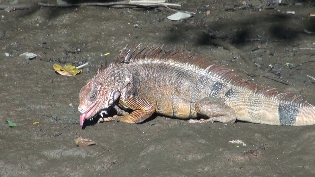 Gewaltige Berge, exotische Tiere, unglaubliche B&auml;ume