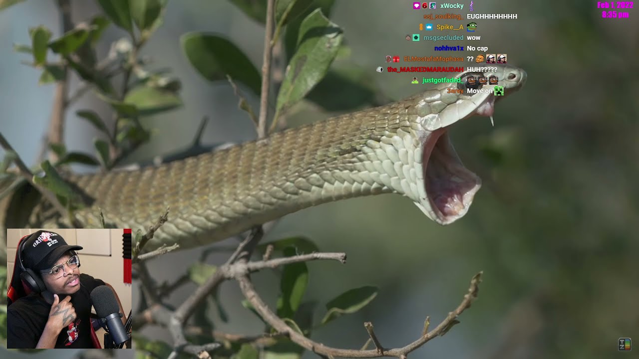 ImDontai Reacts To The Snake Tier List