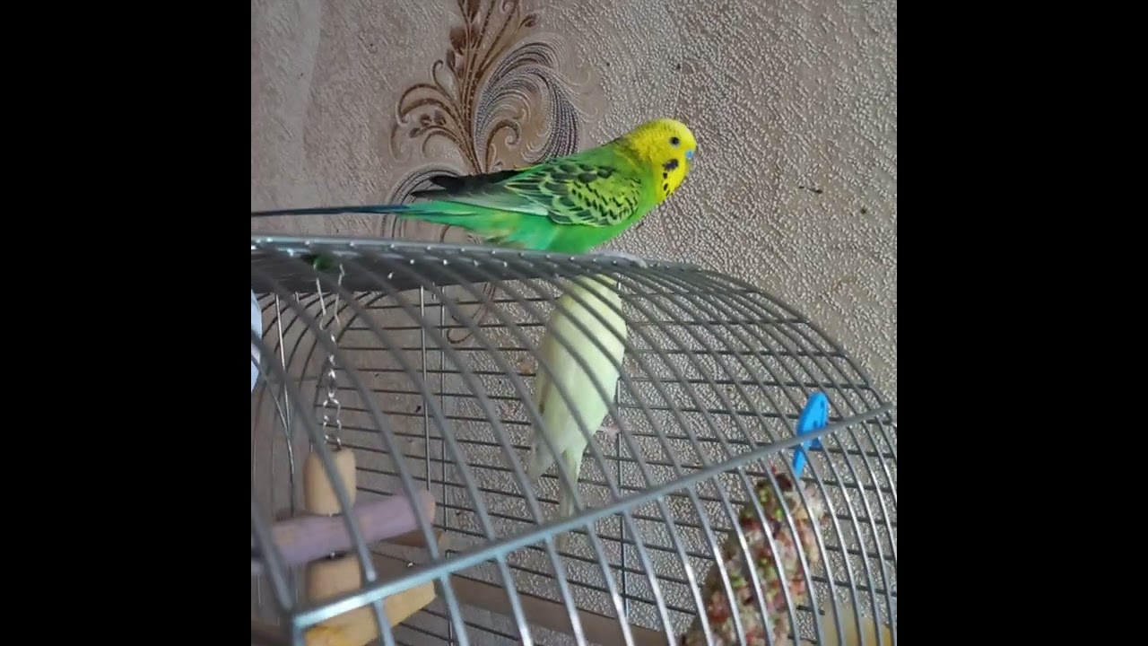 У нас з'явилась подружка❤️