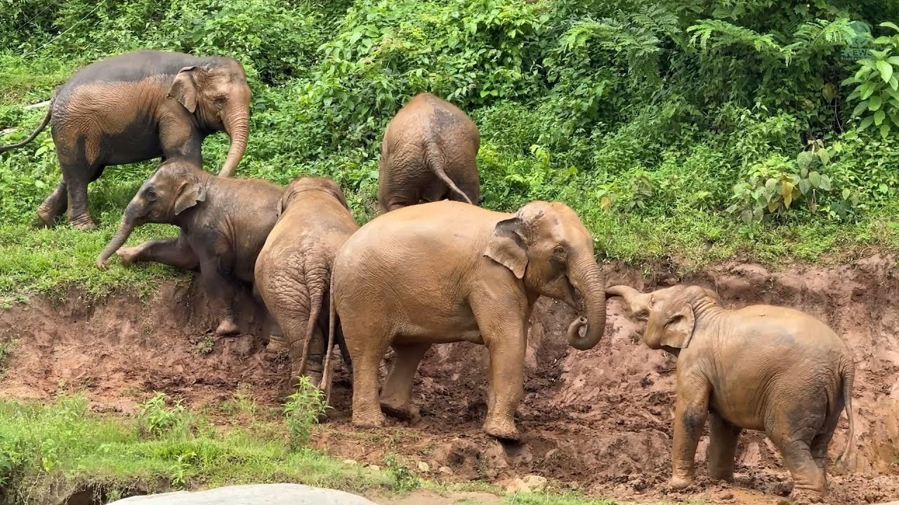 Baby Elephant Sa-Nga Two-Year Transformation: From Rescue to Life in a Big Herd - ElephantNews
