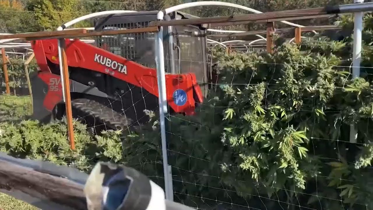 Jackson County, Oregon, illegal grow operation bulldozed to the ground