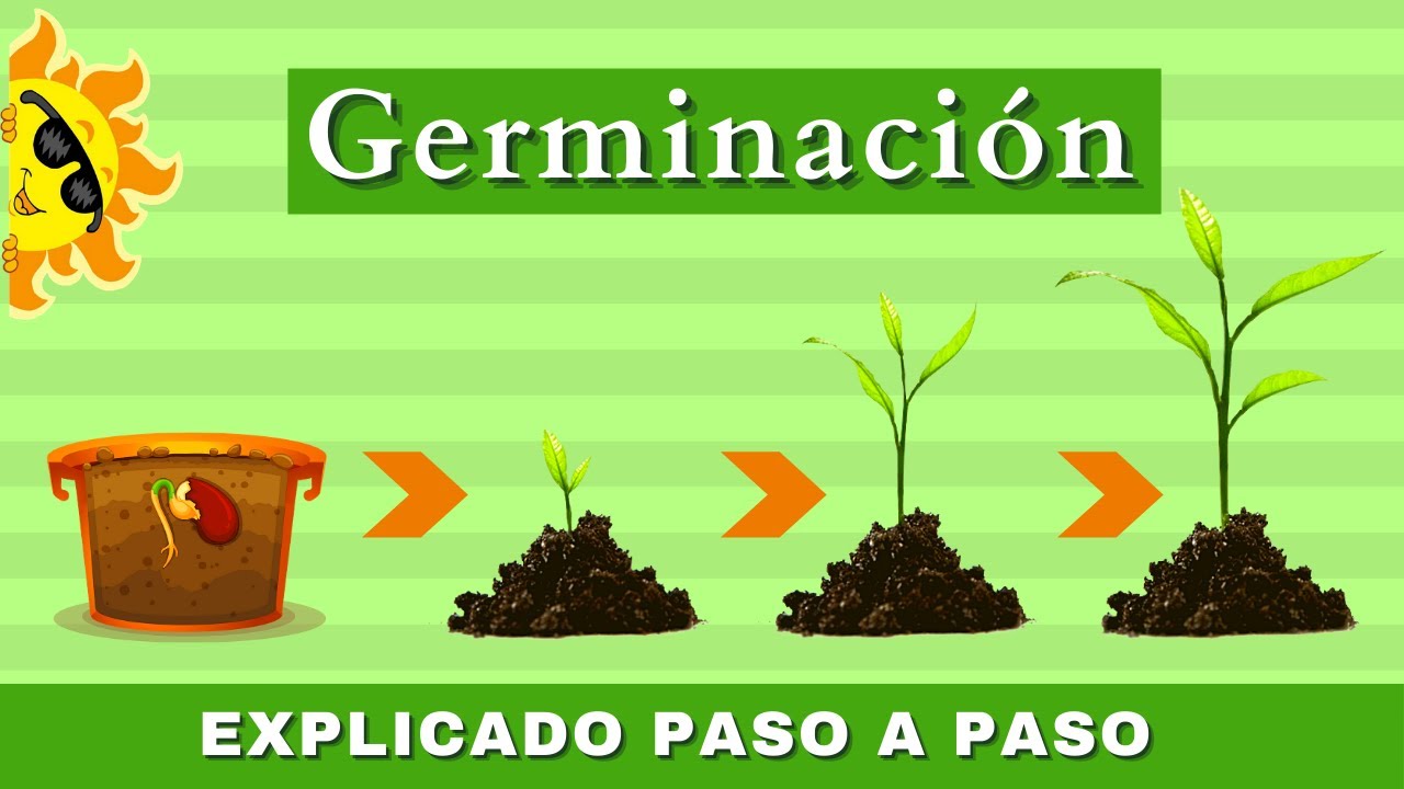 La Germinaci&oacute;n | &iquest;C&oacute;mo  Crece Una Planta? | Videos Educativos Para Ni&ntilde;os