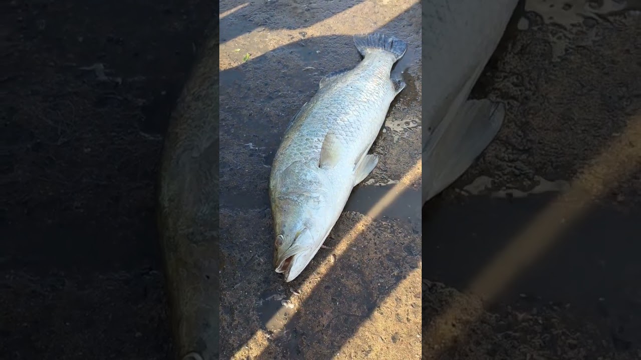Alive fish, Original koduva fish