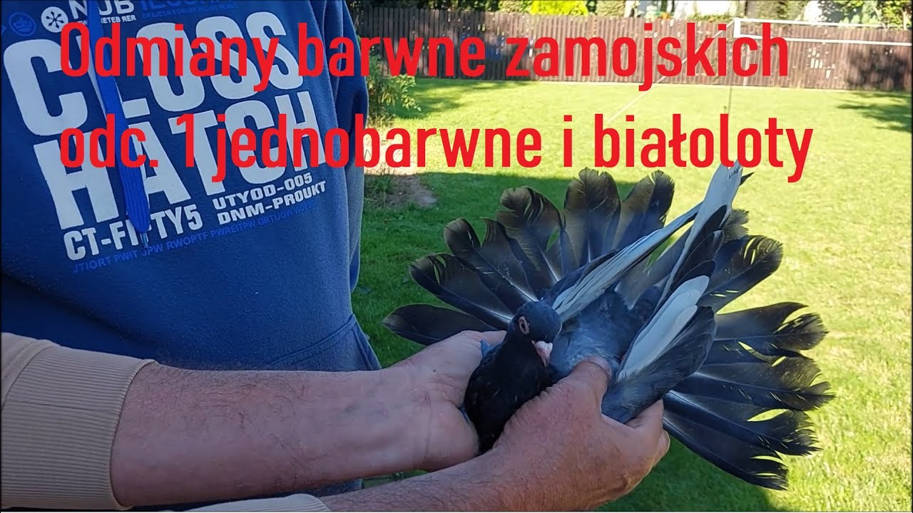 Odmiany barwne zamojskich odc 1 jednobarwne i białoloty