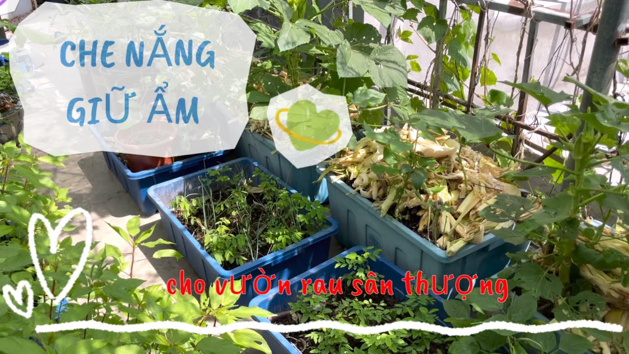 038 CHE NẮNG & GIỮ ẨM cho vườn rau sân thượng bằng các vật liệu hữu cơ che phủ đất trồng @Samily
