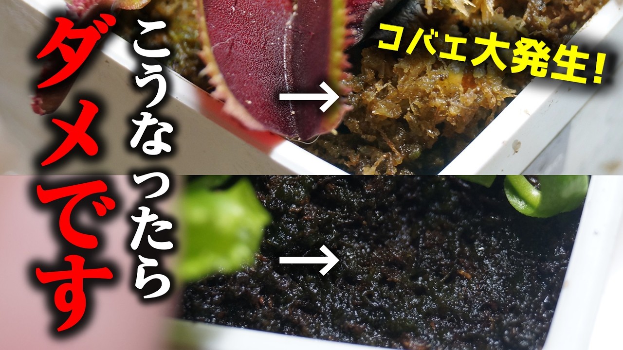 本気でヤバイ！この水苔をそのままにすると…、コバエ大発生します【観葉植物】