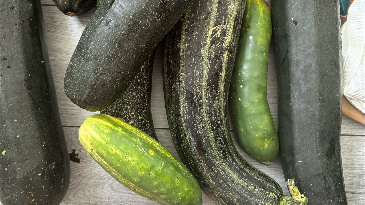 Hydroponics: Your Key to Affordable Living