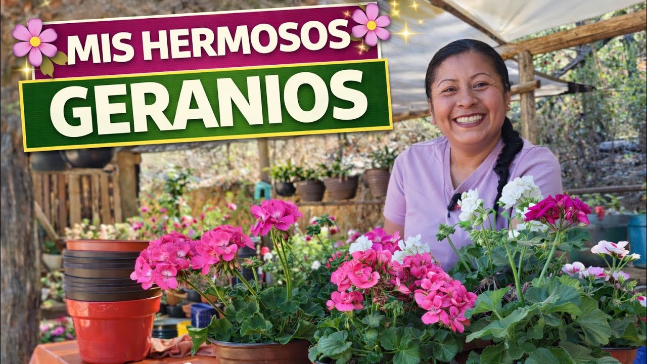 Mis hermosos geranios | Cuidado y trasplante paso a paso