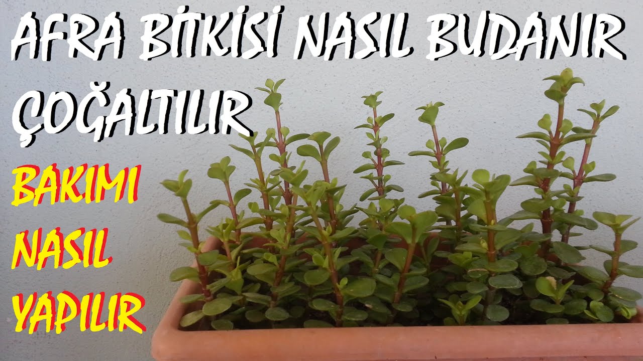 Para ağacı nasıl çoğaltılır