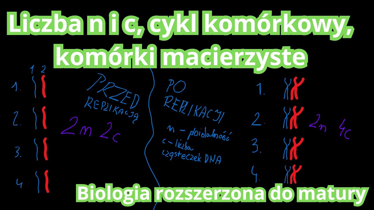 Liczba n i c, cykl komórkowy, komórki macierzyste - wstęp do mitozy i mejozy | Biologia do matury