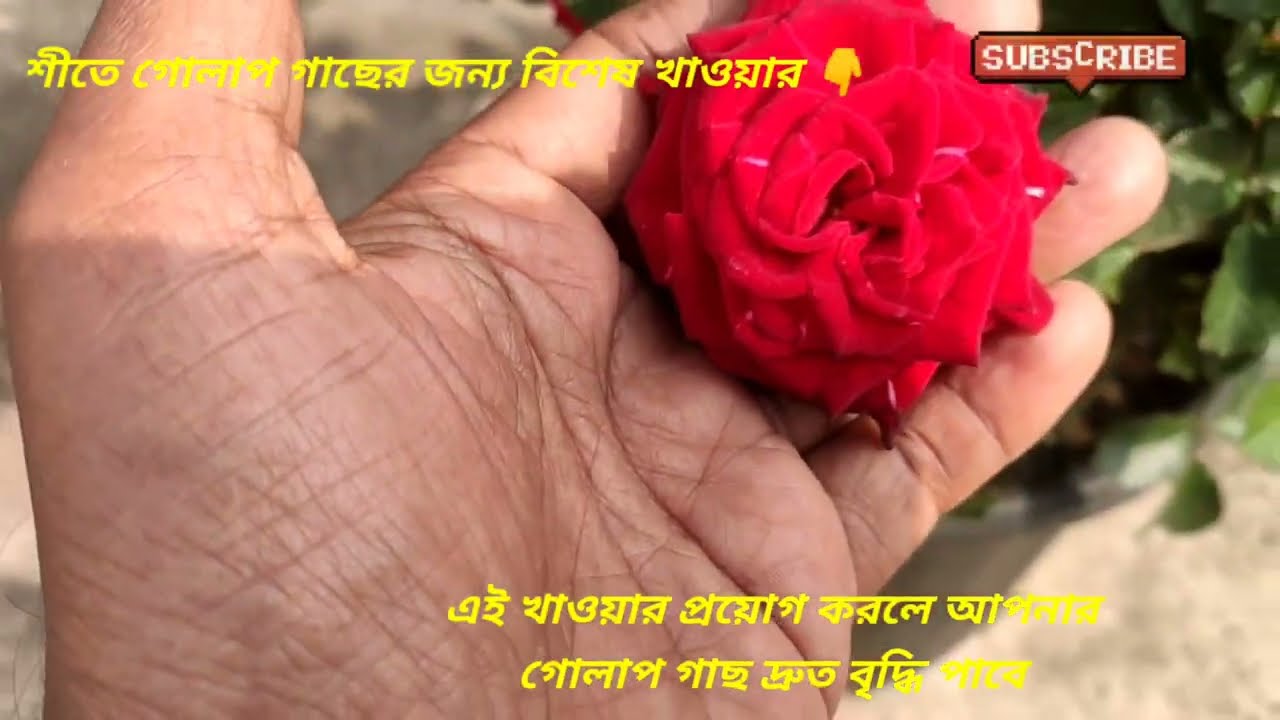 গোলাপ গাছের জন্য শীত কালীন বিশেষ খাওয়ার 👇#gardening #rosecaring #beautifulroseflower #garden #rose 