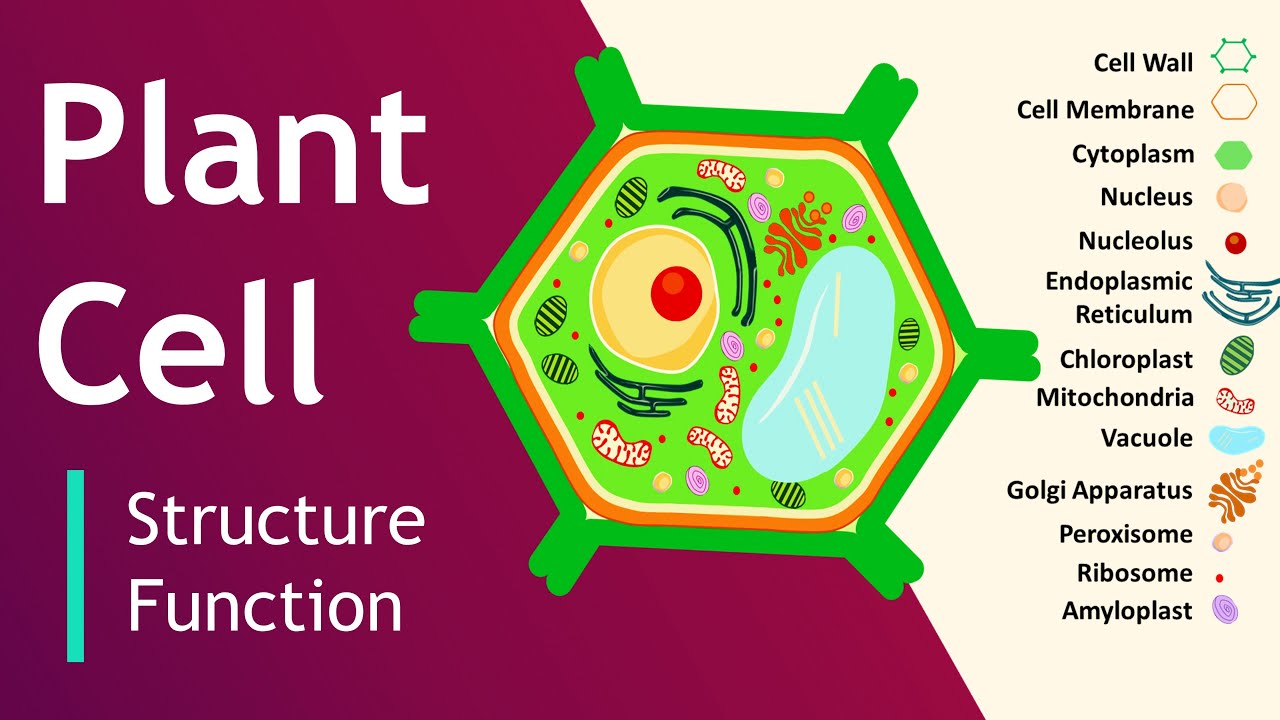 Plant cell Structure and Function | Plant Cell Model | Basic Science Series