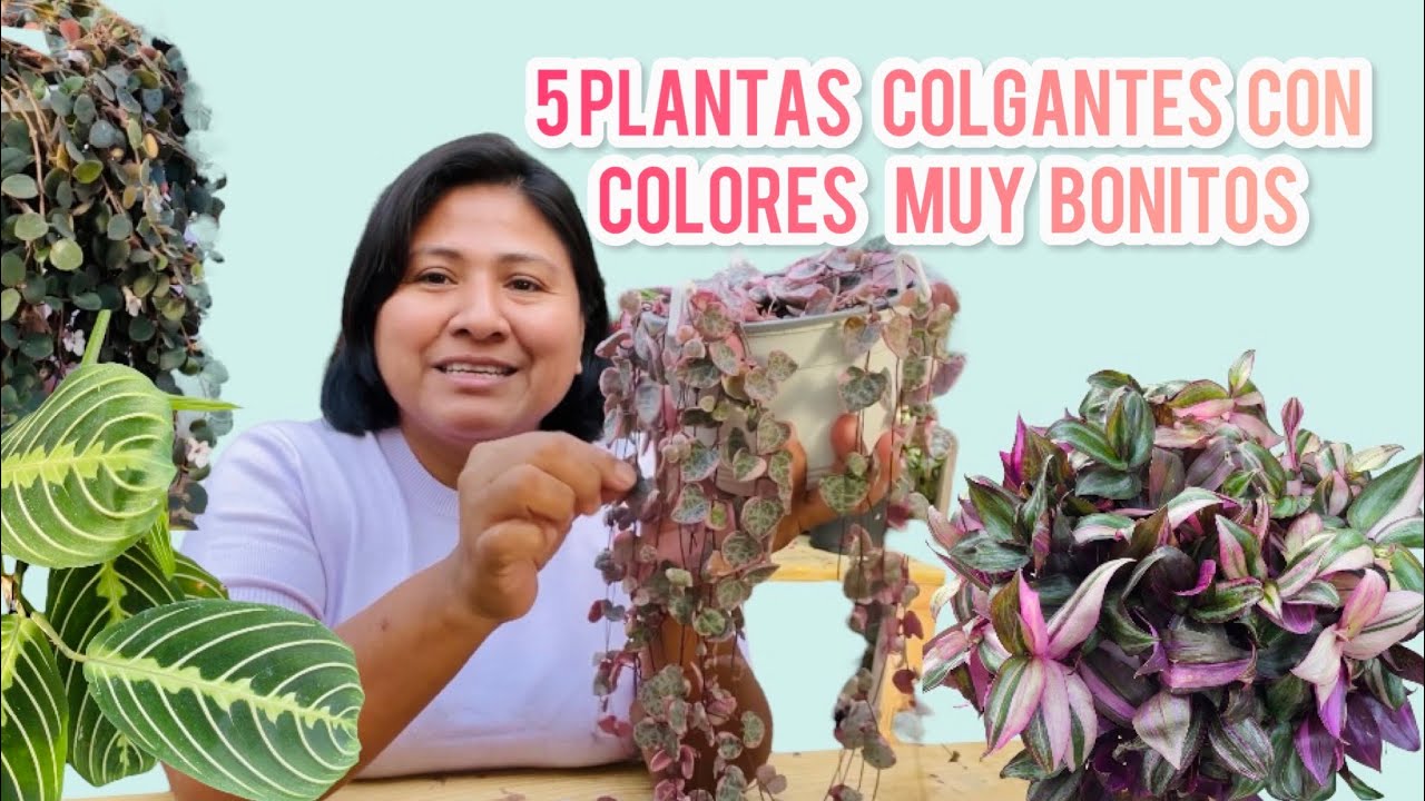 5 PLANTAS COLGANTES DE INTERIOR CON BONITOS COLORES