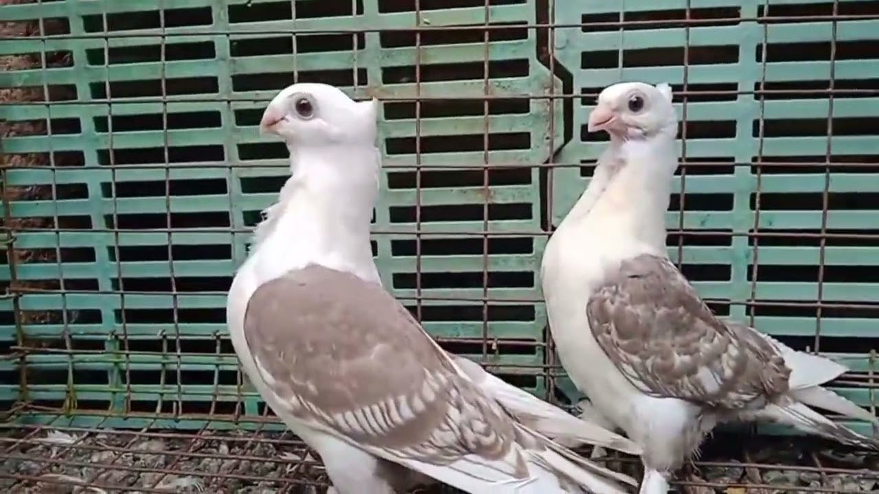 Today offer price in India 😍 pegion sale kabootar available here #video #reels #pigeon #viral 