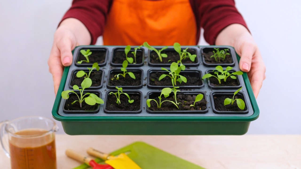 W tydzień sadzonki mają mocniejsze łodygi. Podlewam je tym