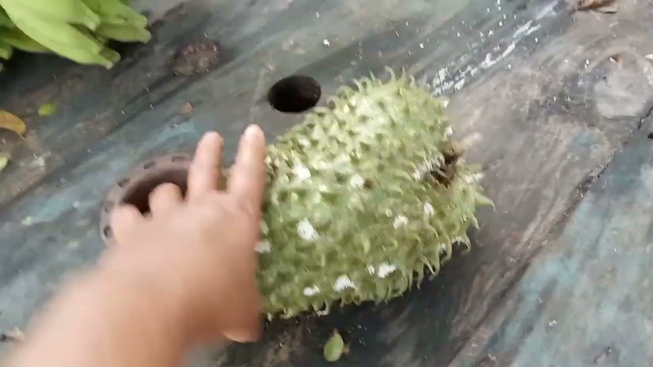 Hoje linpei o quintal é colheita de graviola 