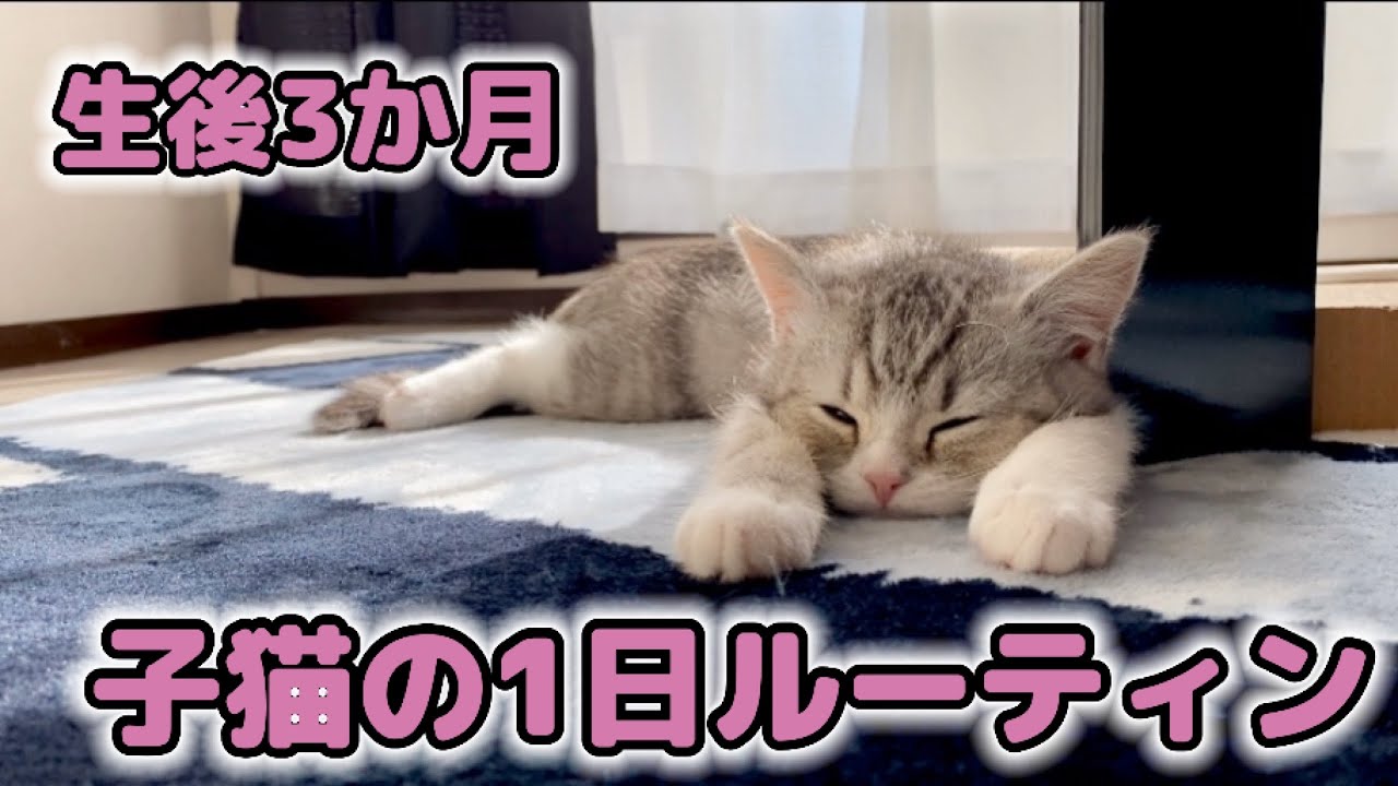 生後3か月の子猫の1日ルーティンがこちら。