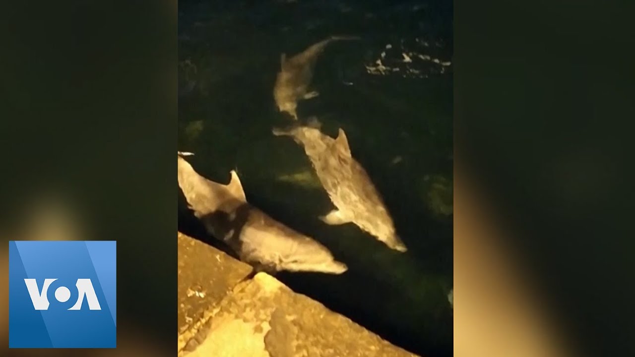 Dolphins Spotted Offshore Near Istanbul Amid Coronavirus Lockdown
