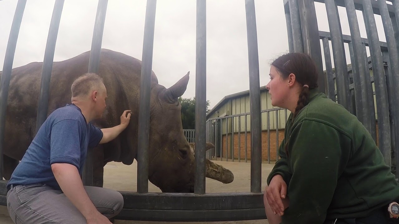 'Meet the Rhinos' experience at Africa Alive!