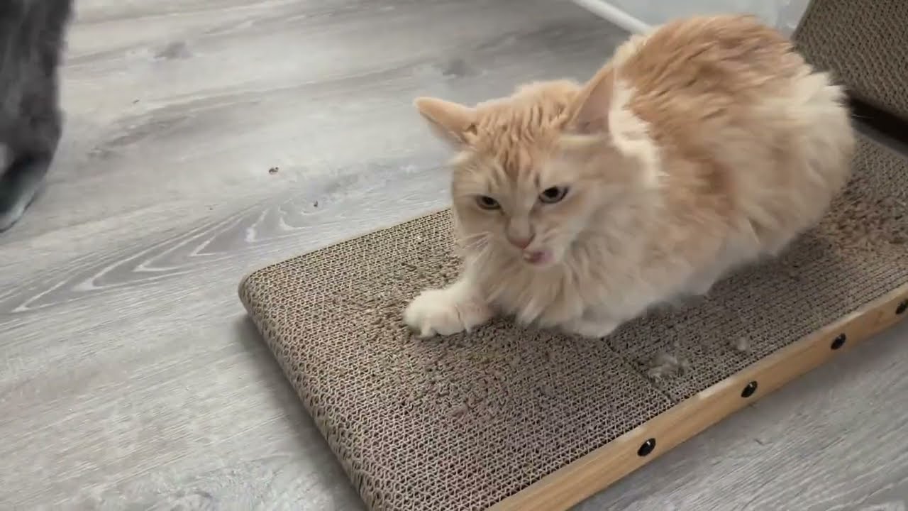 FUKUMARU Cat Scratcher, 18 9 Inch L Shape Cat Scratch Pad Review