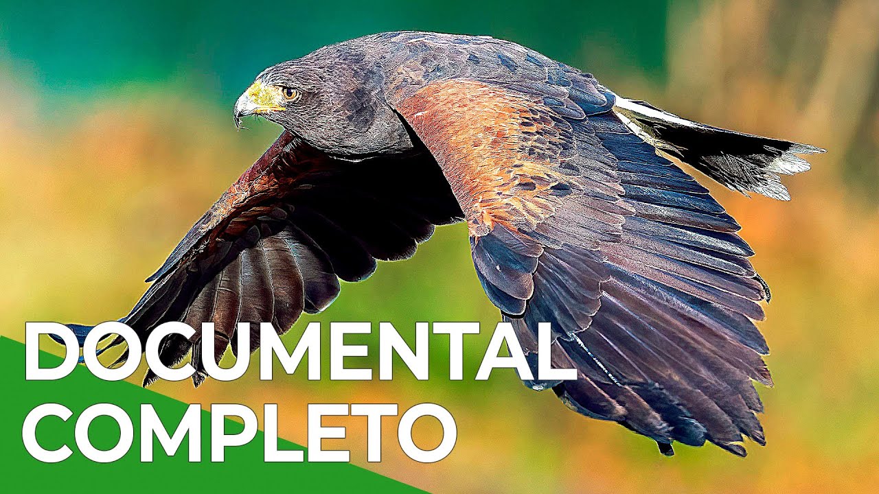 Los Cazadores del Cielo | Vida Salvaje Episodio 7 | Free Documentary Nature - Español