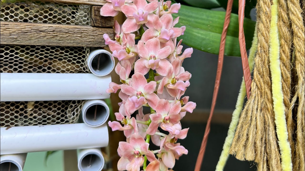 Rhynchostylis gigantea orange 🍊