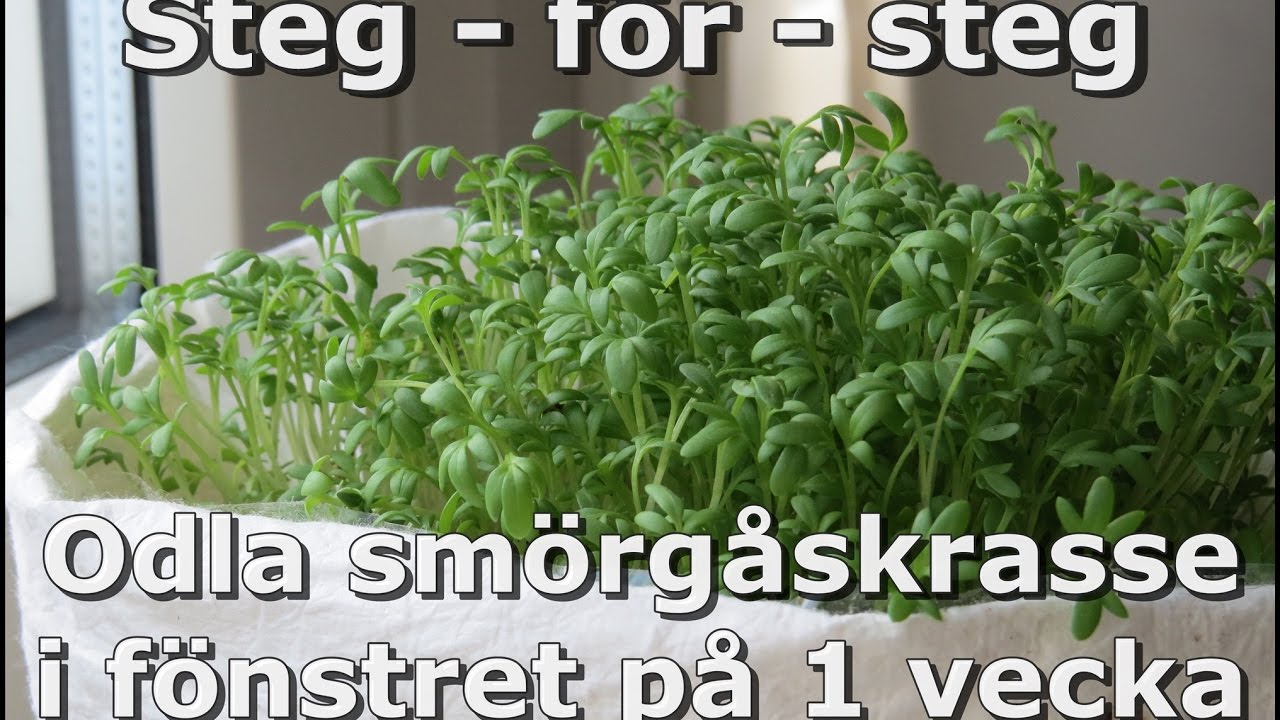 smörgåskrasse