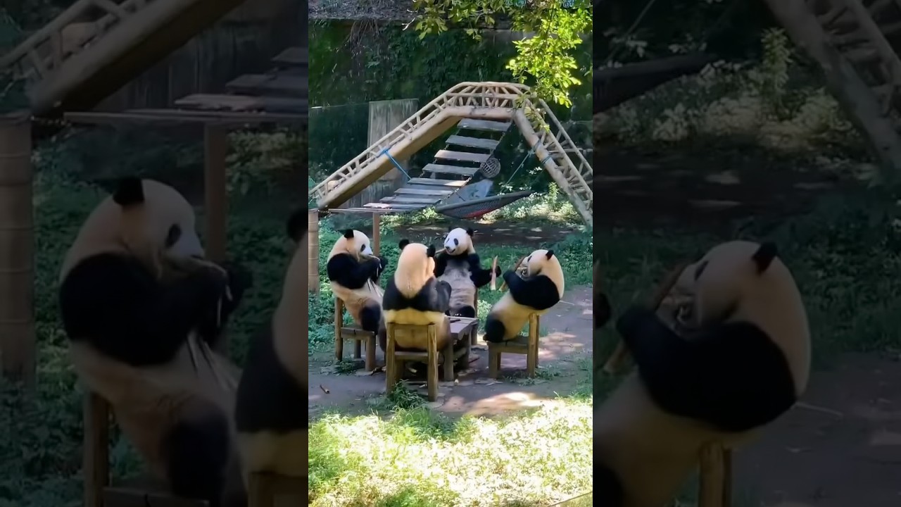 Panda Core 😂 #panda #pandacore #funnypanda #bears