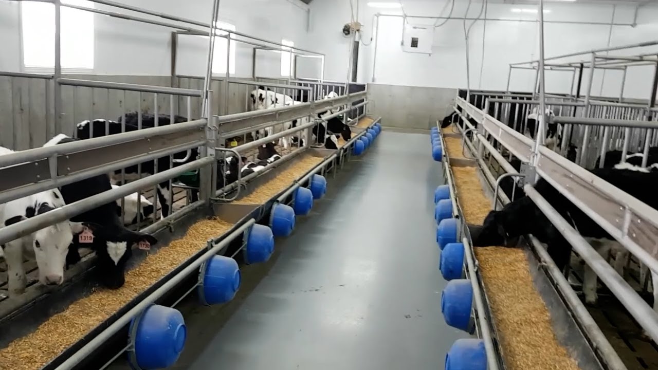 Learn More about Raising Veal Cattle