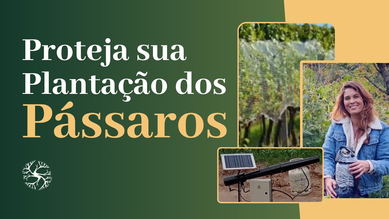 Como Proteger as Plantações dos Pássaros | João Rockett e Tati Cavaçana