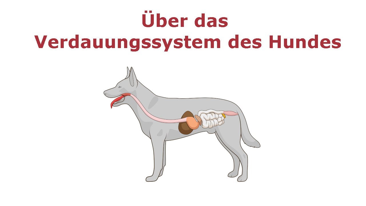 Über das Verdauungssystem des Hundes
