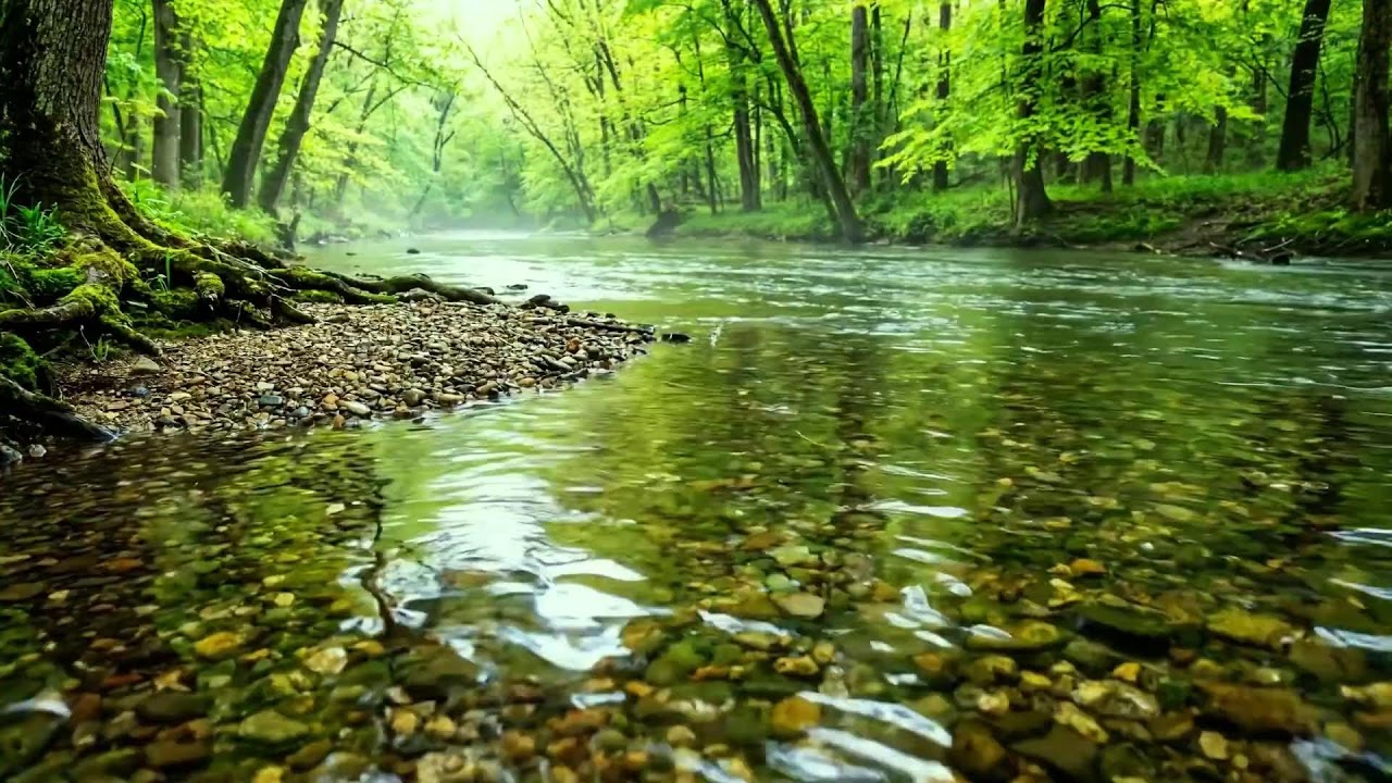 Forest Stream Flow and Gentle Birdsong, Relaxing Sounds for Calm, Study, and Meditation