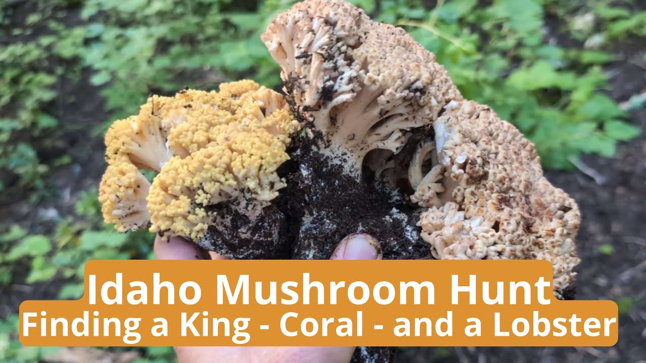 Idaho Mushroom Hunt - a King Mushroom, Coral Mushrooms, and a Lobster!