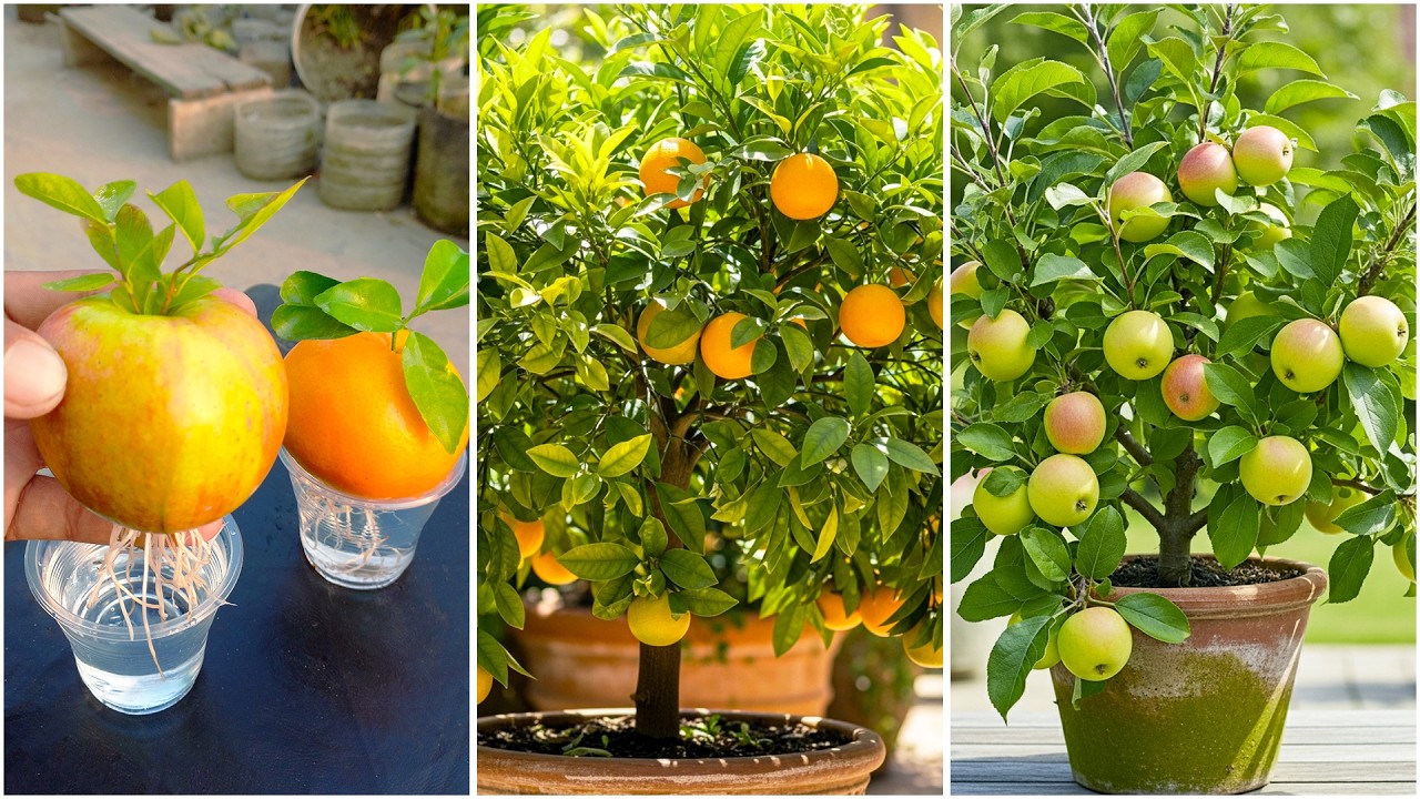 Learn to propagate orange & apple plant at same time | 100% Success tips