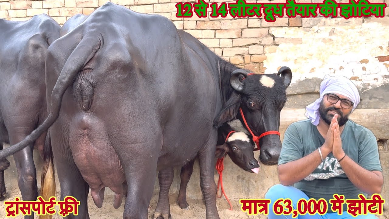 12 से 18 लीटर दूध की ✅मात्र 63,000 में झोटी 🏆टॉप की झोटिया ख़रीदे 🏆25 Buffalo For Sale 😱#animals 🐃👈🏻
