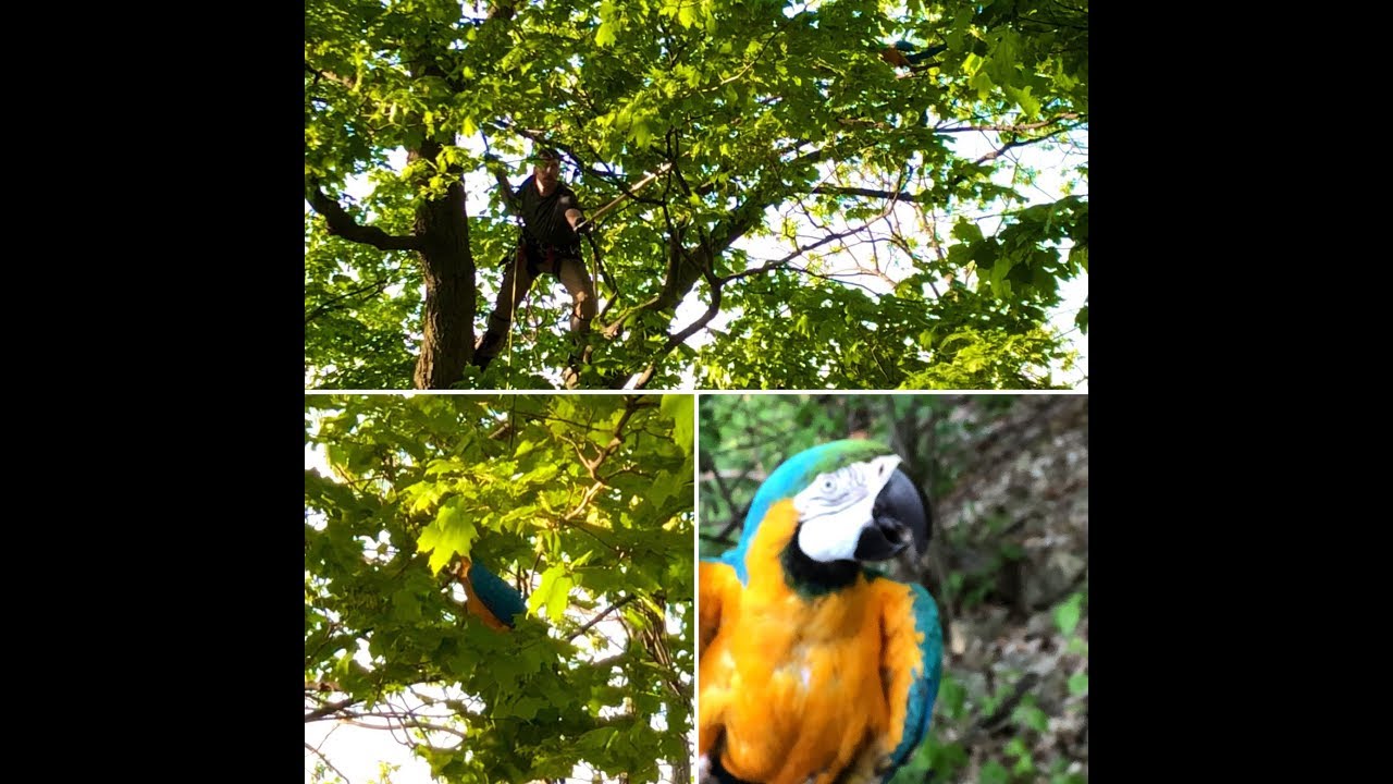 Macaw Rescue