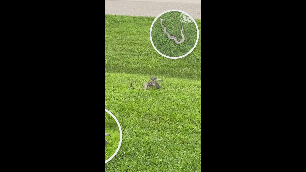 Livingston Parish woman finds Western Diamondback rattlesnake in yard