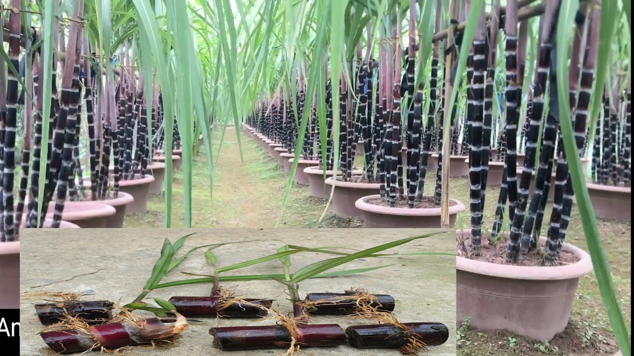 Bật mí mẹo trồng mía của nhà vườn | How to grow sugarcane growing fast
