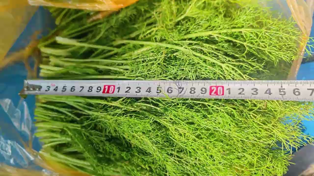Automatic Vortex Washing Machine for Vegetables | Clean Garlic Sprouts, Fennel, Lettuce