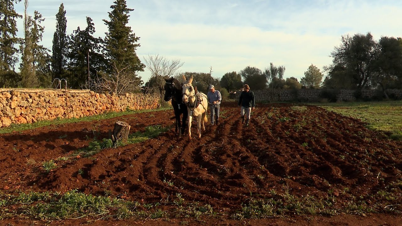 UEP! COM ANAM? [640] - HORT A MARIA, SELLETER SENCELLER, CABRA PITIÜSA I PILOTES DE PORC NEGRE.