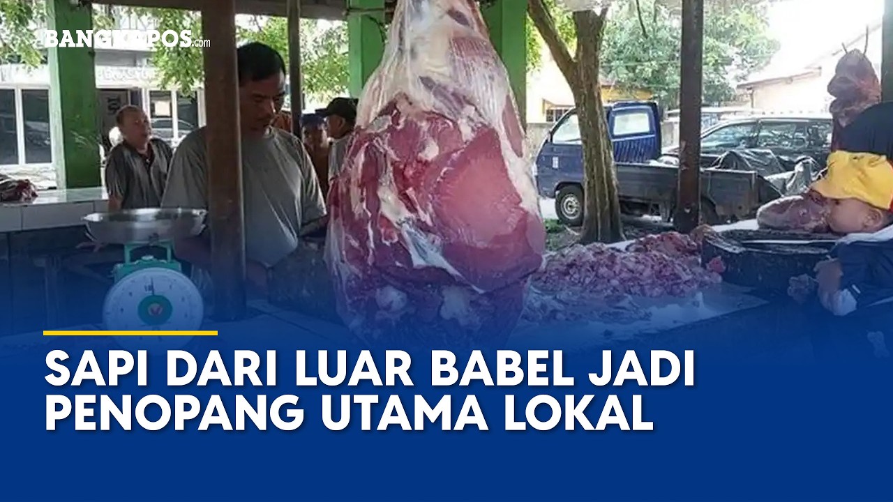 Sapi dari Luar Babel Jadi Penopang Utama Konsumsi Lokal