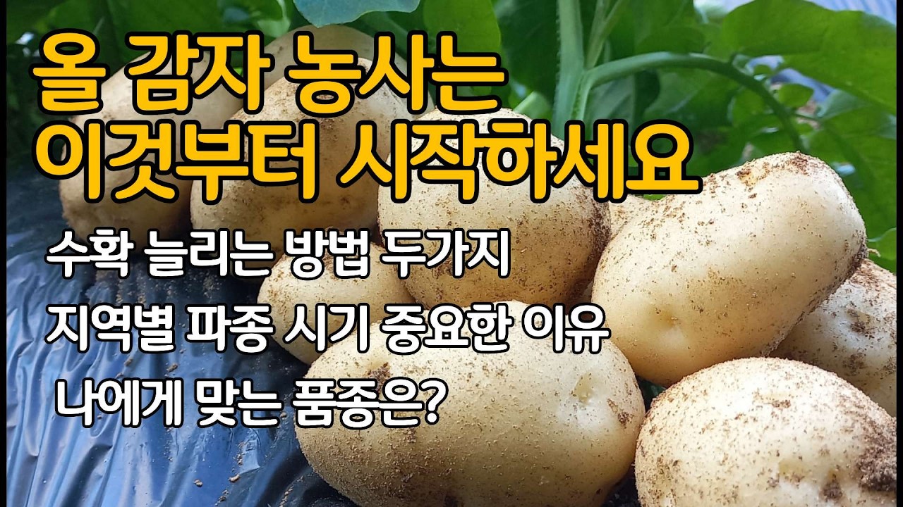 나에게 맞는 씨감자 품종 선택하기- 궁합미 밎는 품종을 심어야 수확이 늘어납니다. 수확량 늘리는 씨감자 준비법 두가지 지역별 준비. 파종 시기. 품종별 장단점